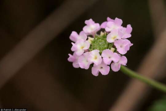 Image of brushland shrubverbena