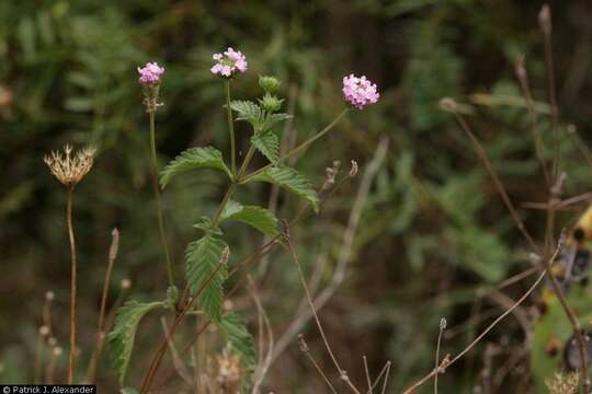 Image of brushland shrubverbena