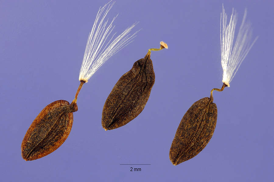 Imagem de Lactuca canadensis L.