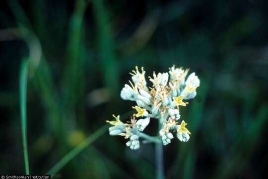 Imagem de <i>Lachnanthes caroliana</i>