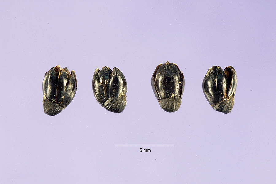 Слика од Lasiacis divaricata (L.) Hitchc.