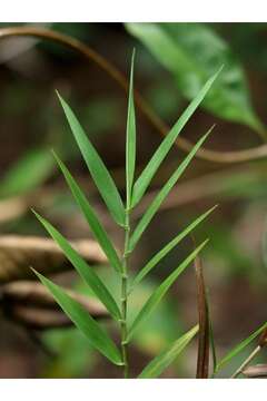 Plancia ëd Lasiacis divaricata (L.) Hitchc.