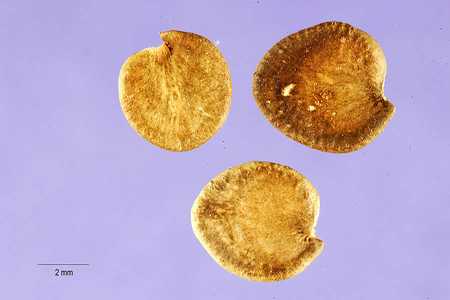 Image of dwarf desert honeysuckle
