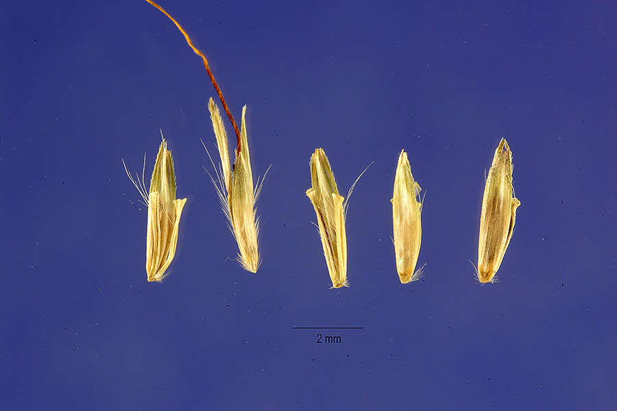 Image of Caucasian bluestem