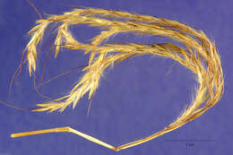 Image of Caucasian bluestem