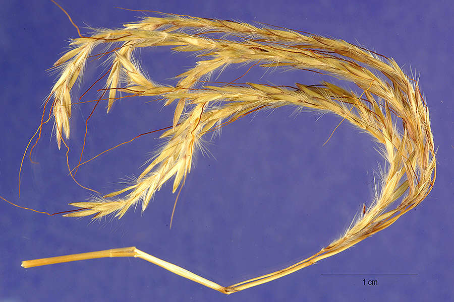 صورة Bothriochloa bladhii (Retz.) S. T. Blake