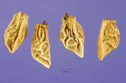 Image of Italian bugloss