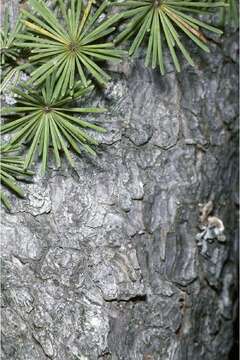 Image of American Larch