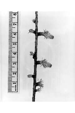 Image of American Larch