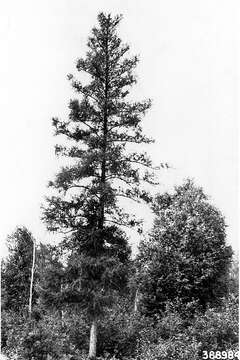 Image of American Larch