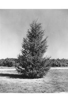 Image of American Larch