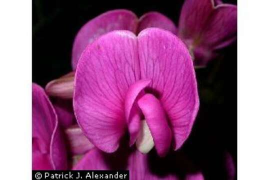 Image of Everlasting pea