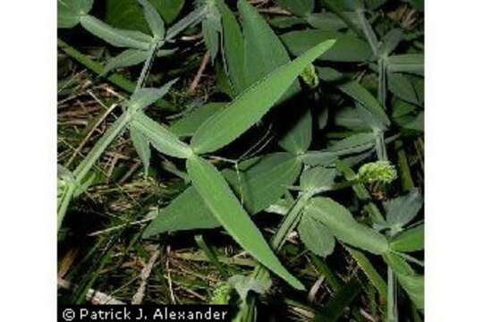 Image of Everlasting pea