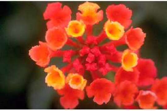 Image of lantana