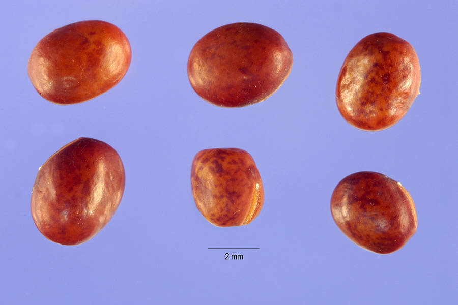 Lathyrus pratensis L. resmi