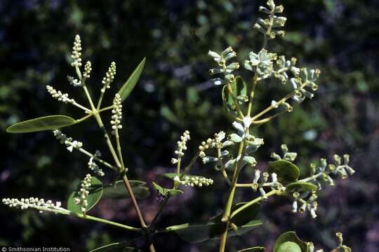 Image of White Mangroves