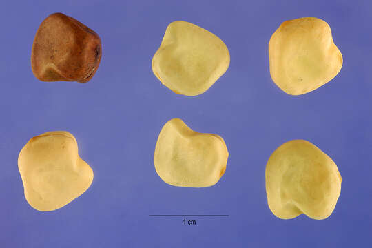 Image of white pea