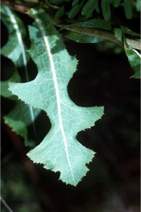 Image of prickly lettuce