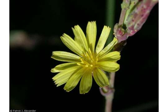 Image of prickly lettuce