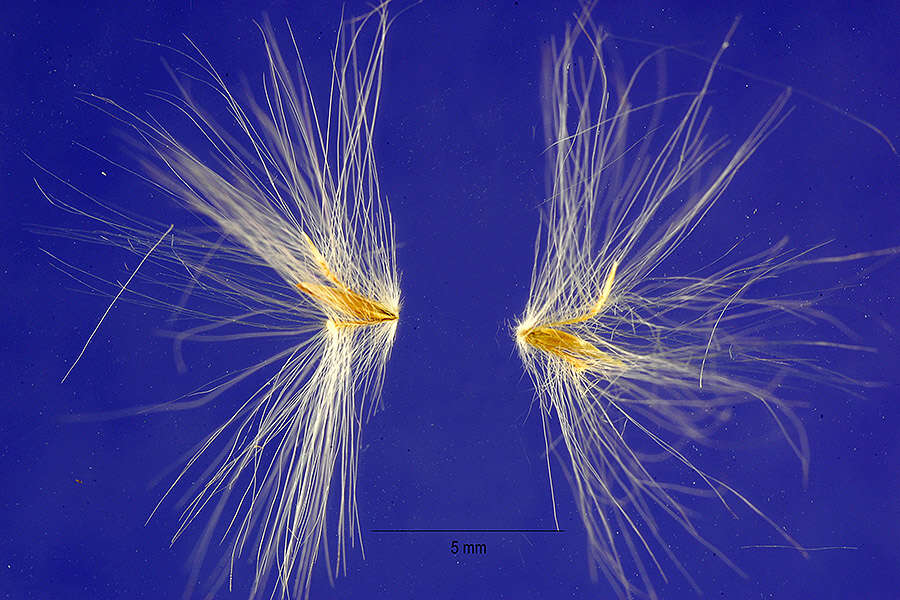 Plancia ëd Andropogon leucostachyus Kunth