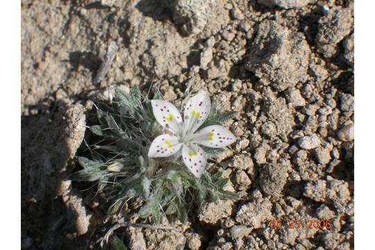 Image of Great Basin langloisia