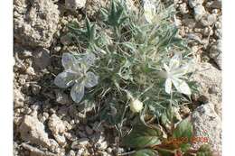 Image of Great Basin langloisia