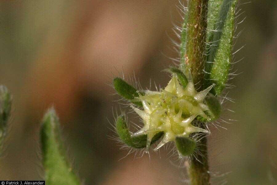 Lappula occidentalis var. cupulata (A. Gray) Higgins resmi