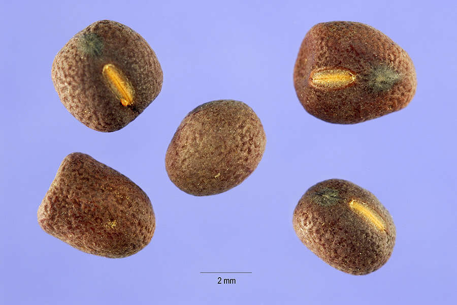 Image of tuberous pea