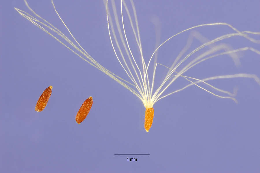 Anaphalis margaritacea (L.) Benth. resmi