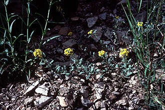 Image of golden bladderpod