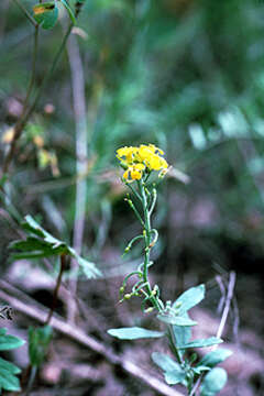 Image of golden bladderpod