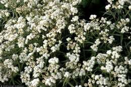 Image of Pearly Everlasting