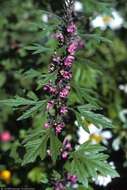 Image of common motherwort