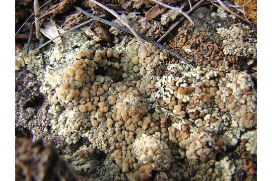 Image of rim lichen