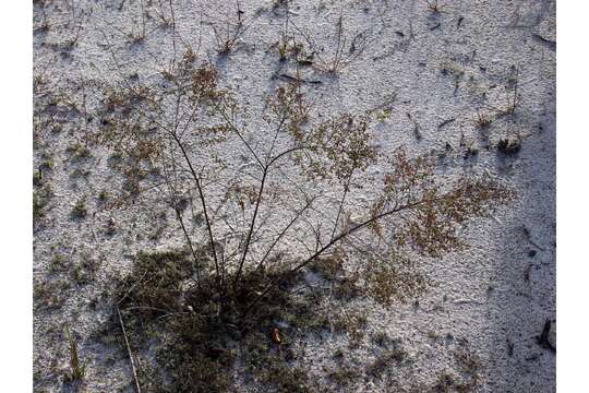 Image of Scrub Pinweed