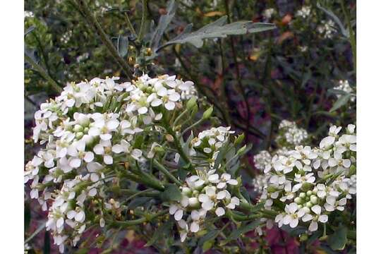 Image of alkali pepperweed