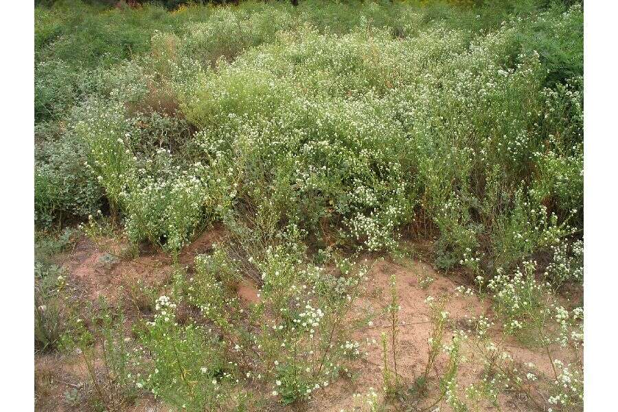 Image of alkali pepperweed