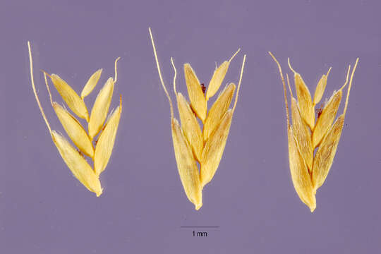 Слика од Leptochloa virgata (L.) P. Beauv.