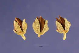 Слика од Leucophyllum frutescens (Berl.) I. M. Johnston