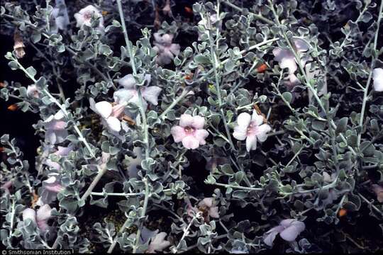 Image of Texas barometer bush