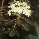 صورة Rhododendron neoglandulosum Harmaja