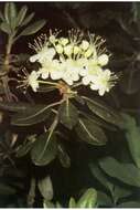 صورة Rhododendron neoglandulosum Harmaja