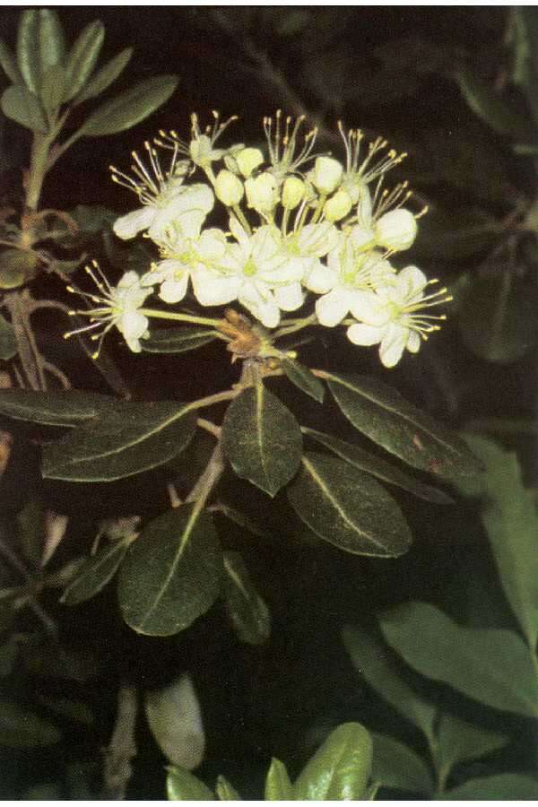 Rhododendron neoglandulosum Harmaja的圖片