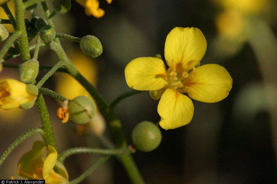 Image of Gordon's bladderpod