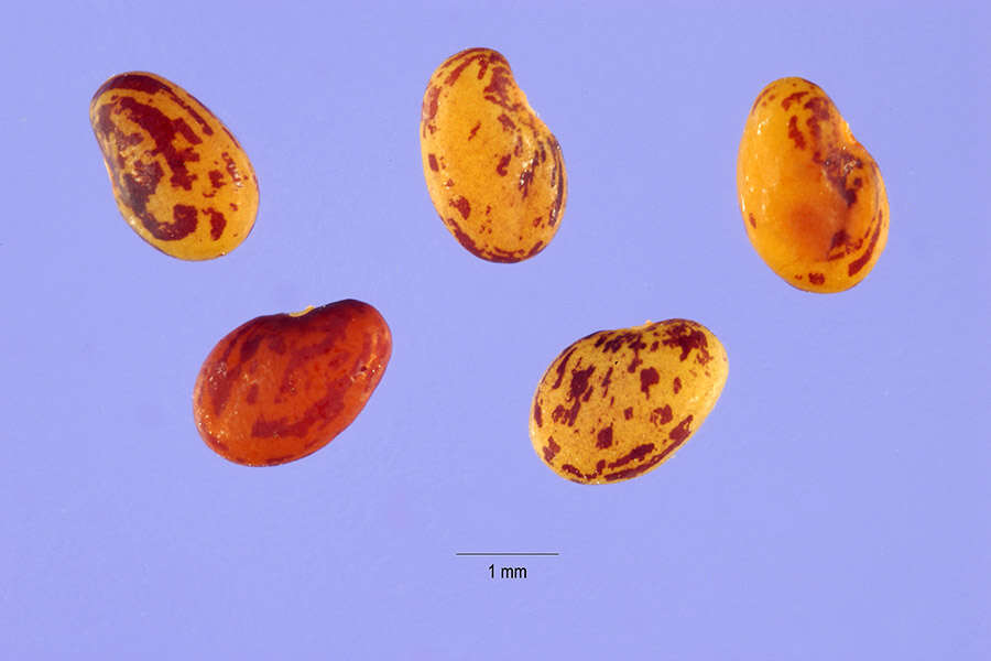 Image de Lespedeza hirta (L.) Hornem.