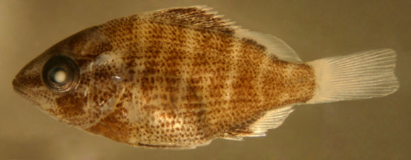 Image of Dogtooth Snapper