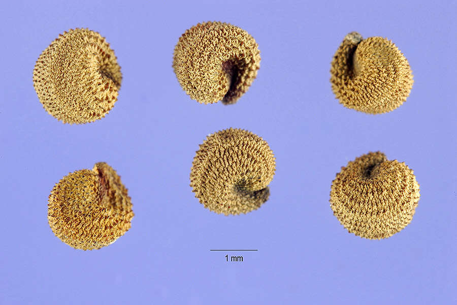 Image de Lepyrodiclis