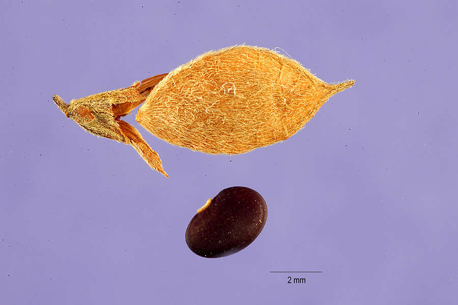 Image of violet lespedeza