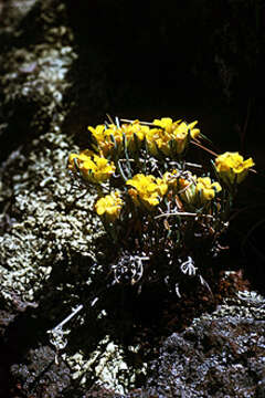 Image of mid bladderpod