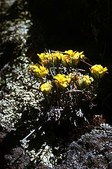 Image of mid bladderpod